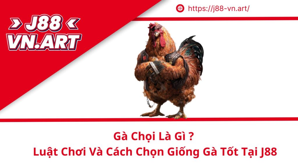 Gà Chọi Là Gì ? Luật Chơi Và Cách Chọn Giống Gà Tốt Tại J88